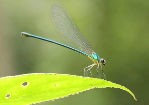 Dragonfly in Western Ghats, Indien (Photo: H. Joosten)